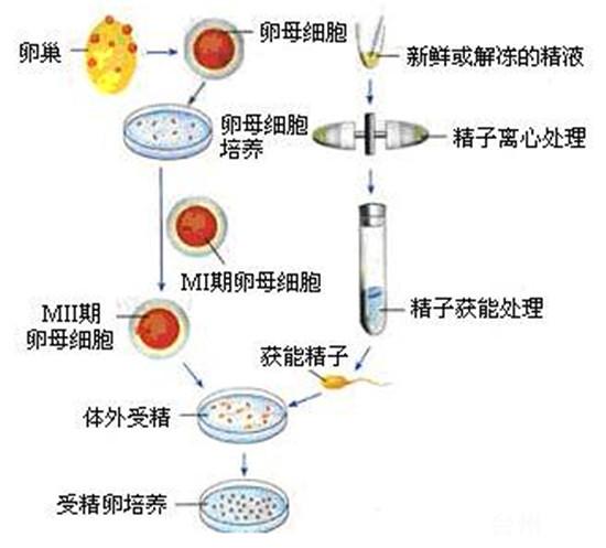 深圳供卵试管代生宝宝【深圳供卵试管代生宝宝：新生命的奇迹】