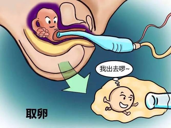 借卵试管代怀有哪些_借卵试管代怀:医学技术及法律责任分析